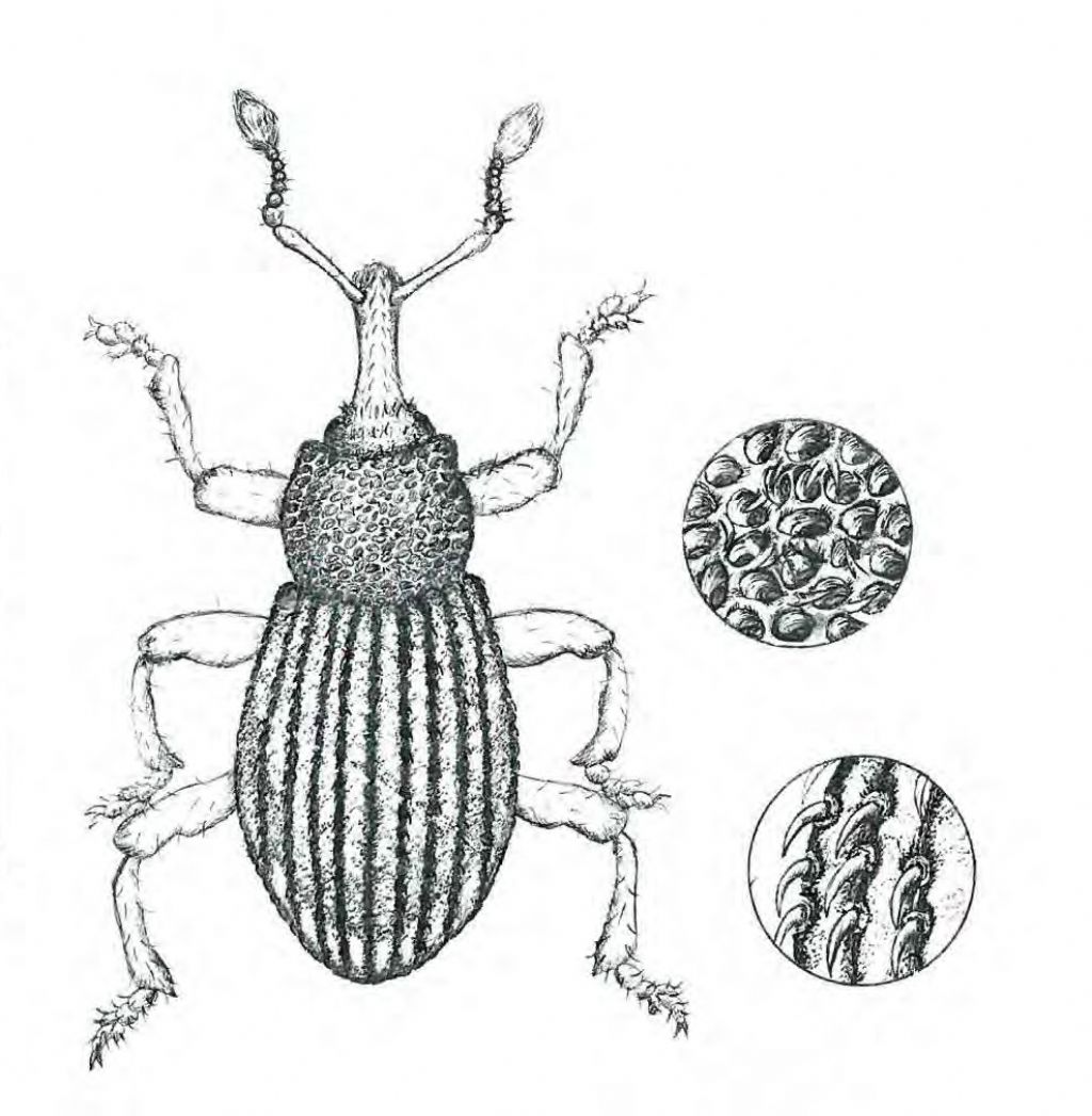 Curculionidae: Echinomorphus ravouxi